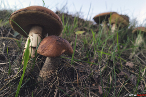 Цифры дня. Почем Белкоопсоюз принимает грибы, клюкву и овощи у беларусов