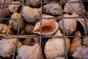 Дневник войны, глава 271. «Строим не из металла, а из хрупких ракушек, переживших штормы»