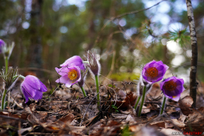 Лесная сказка. 7 завораживающих фото сон-травы