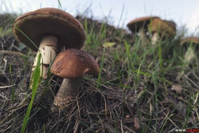 Цифры дня. Почем Белкоопсоюз принимает грибы, клюкву и овощи у беларусов