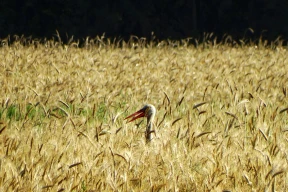 Лысенков: «Что нам мешает конкурировать с Польшей, а не побеждать самих себя сорокалетней давности?»