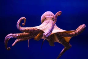 «У кого нет стоп-слова»